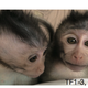 Image for article titled Ethicists Voice Concerns Over Creation of Humanized ‘Autistic’ Monkeys